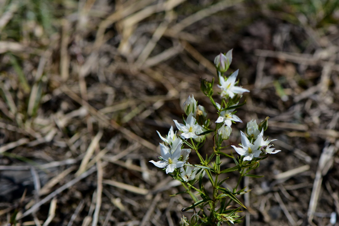 DSC_7295.JPG