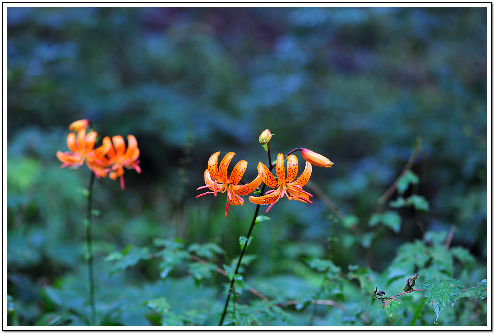 DSC_9064.jpg