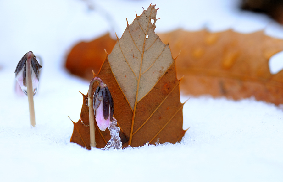 변산바람꽃148f.jpg