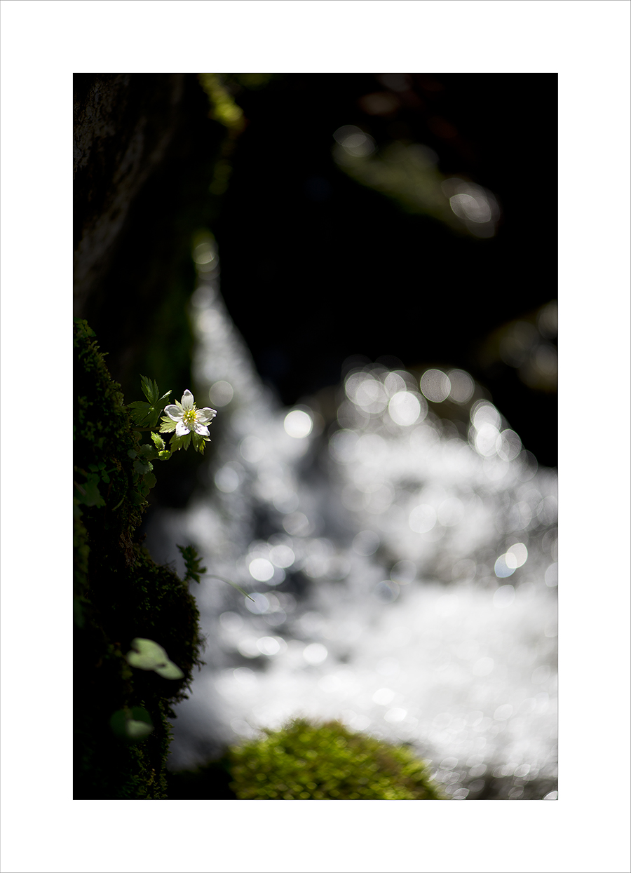 DSC_0155-1.jpg