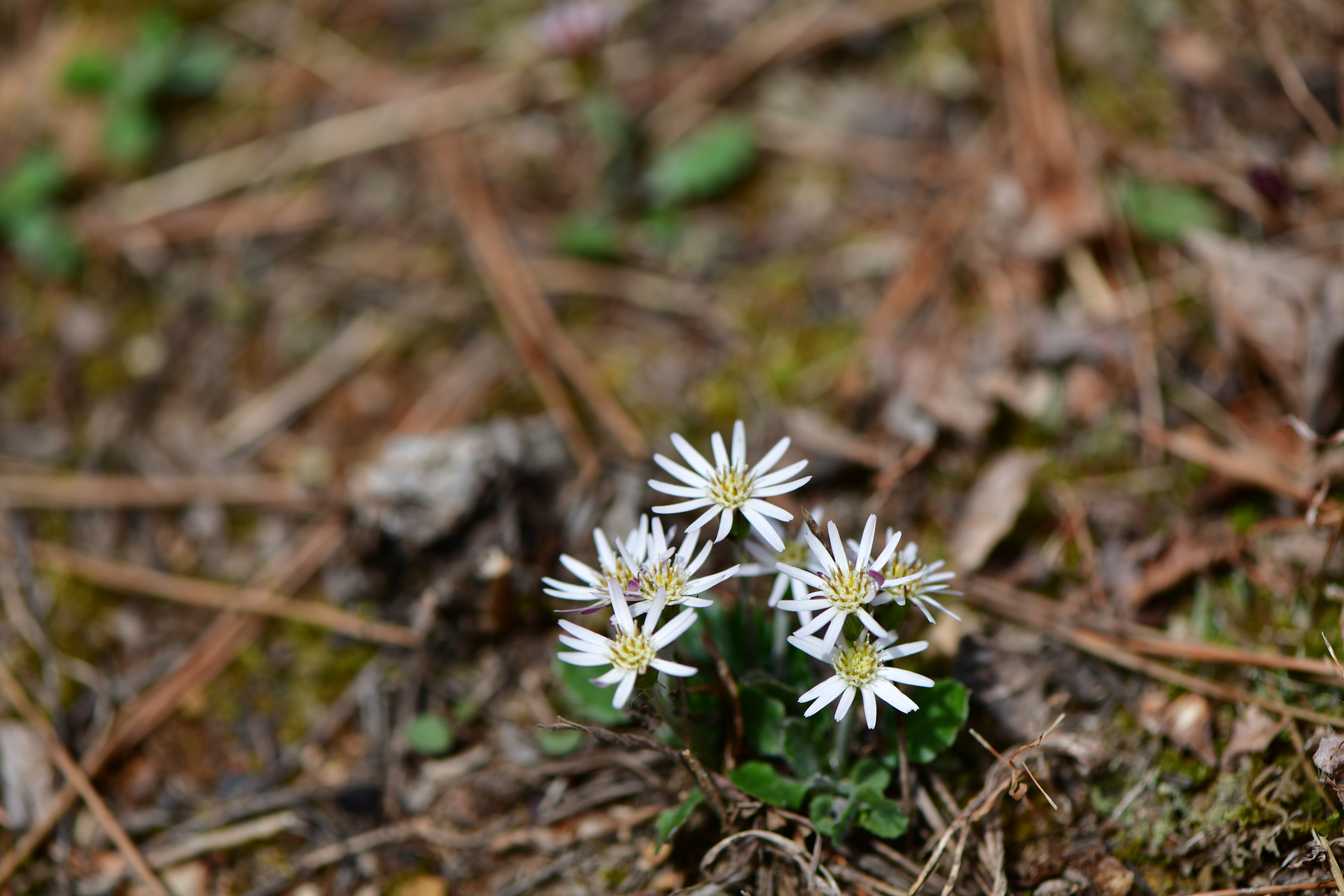 DSC_1865.JPG