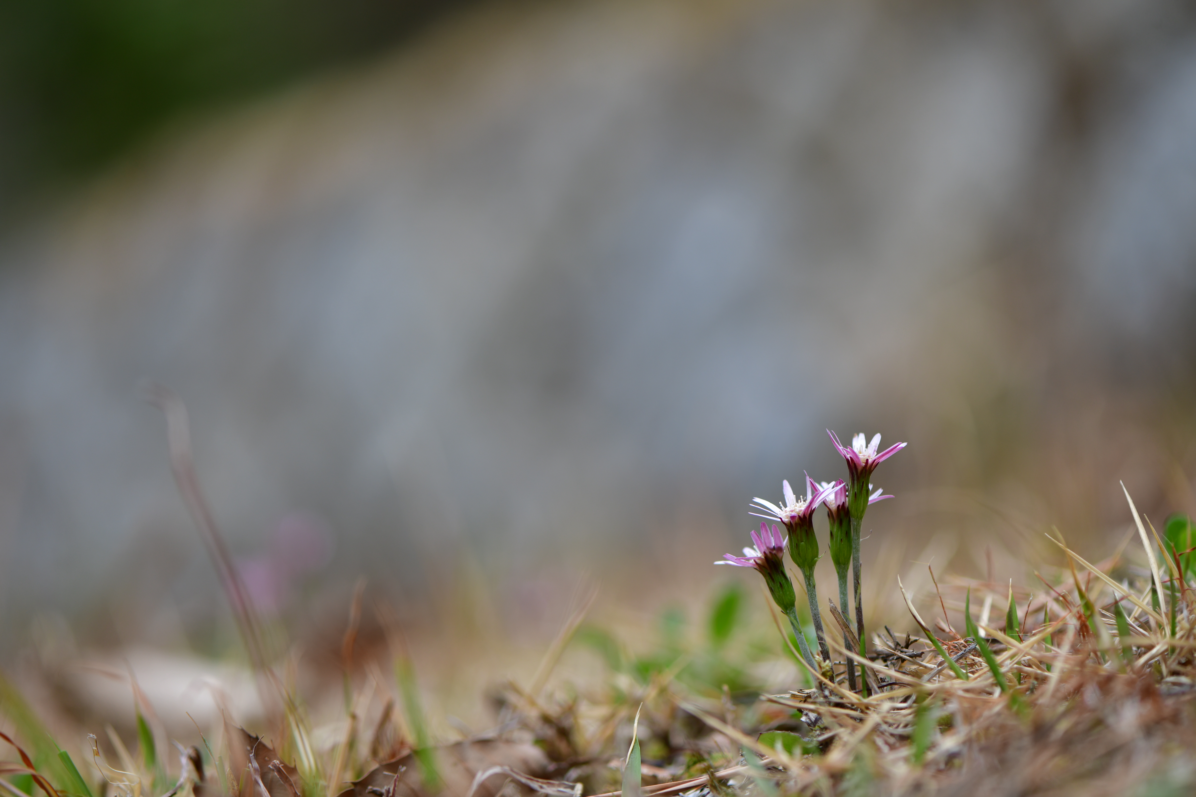DSC_1849.JPG