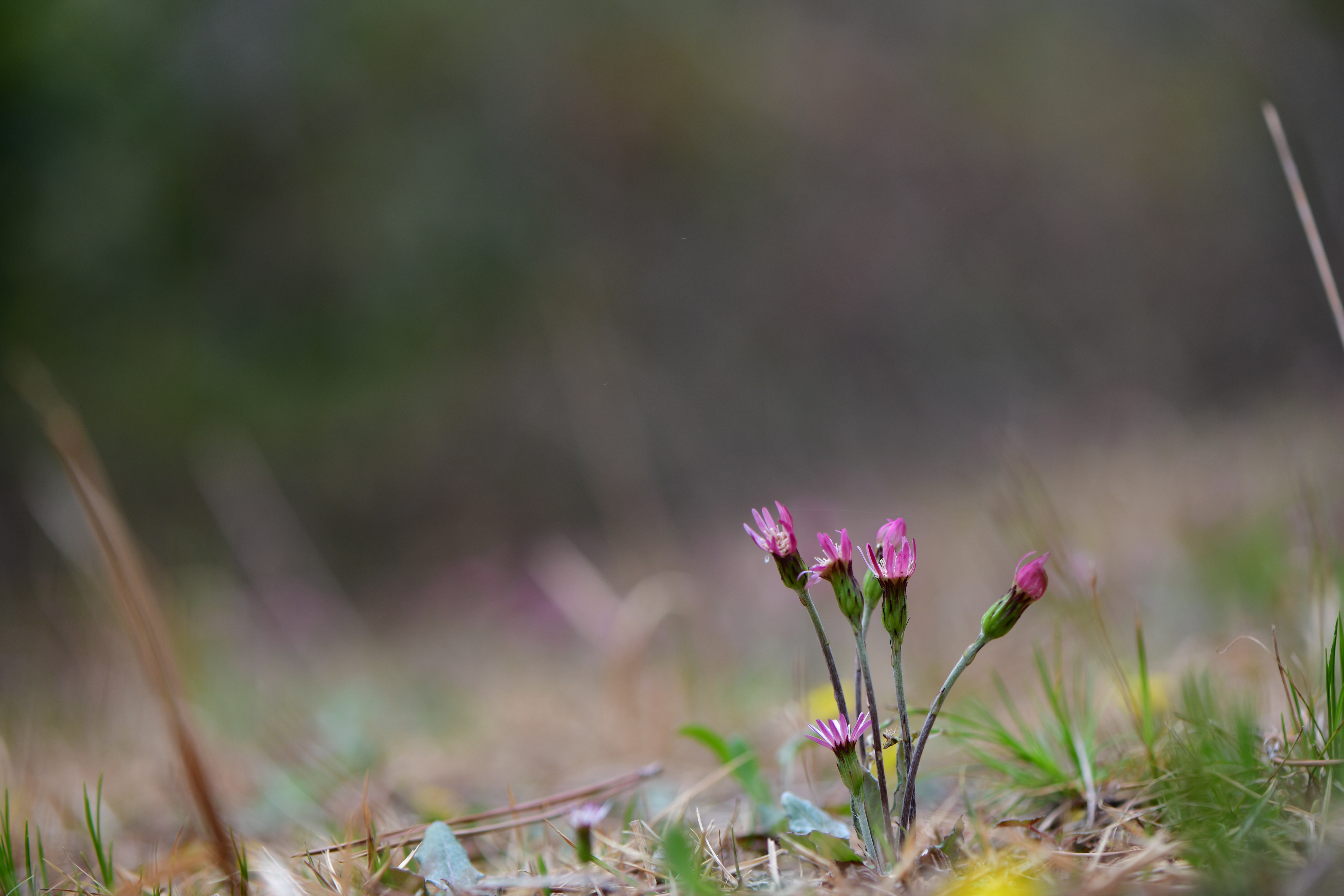 DSC_1886.JPG