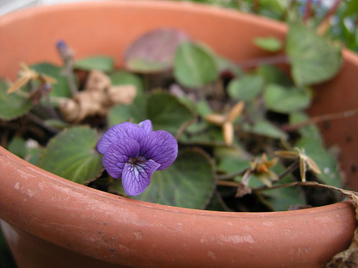 DSCN2995.jpg
