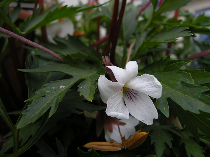 DSCN2991.jpg