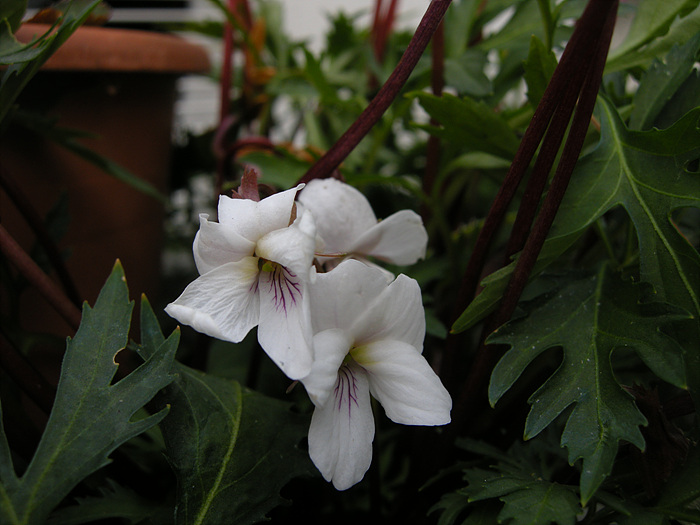 DSCN2998.jpg