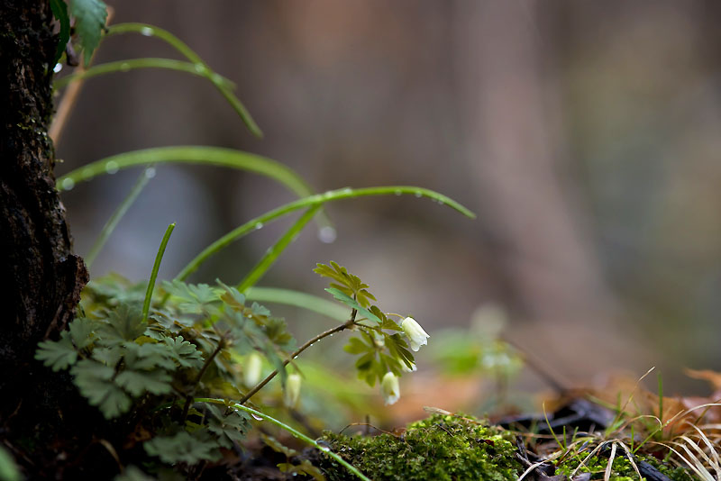 20130406_0079a-1.jpg