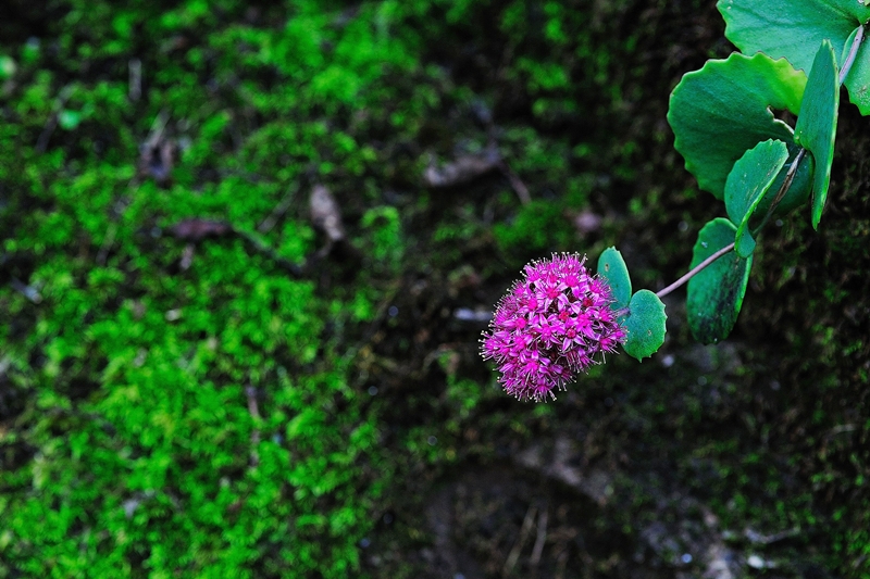 DSC_0908-1.jpg