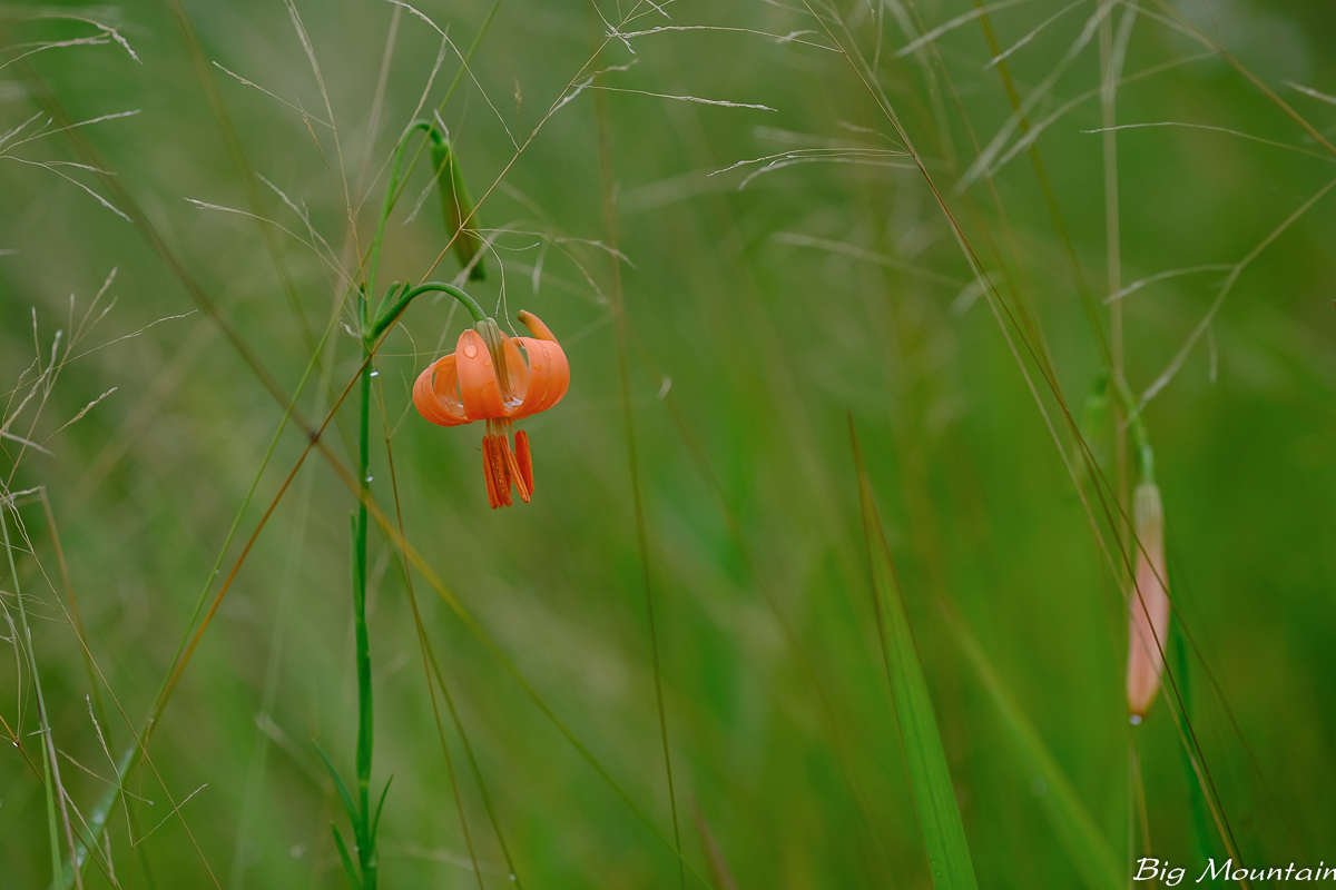 DSCF3262.jpg