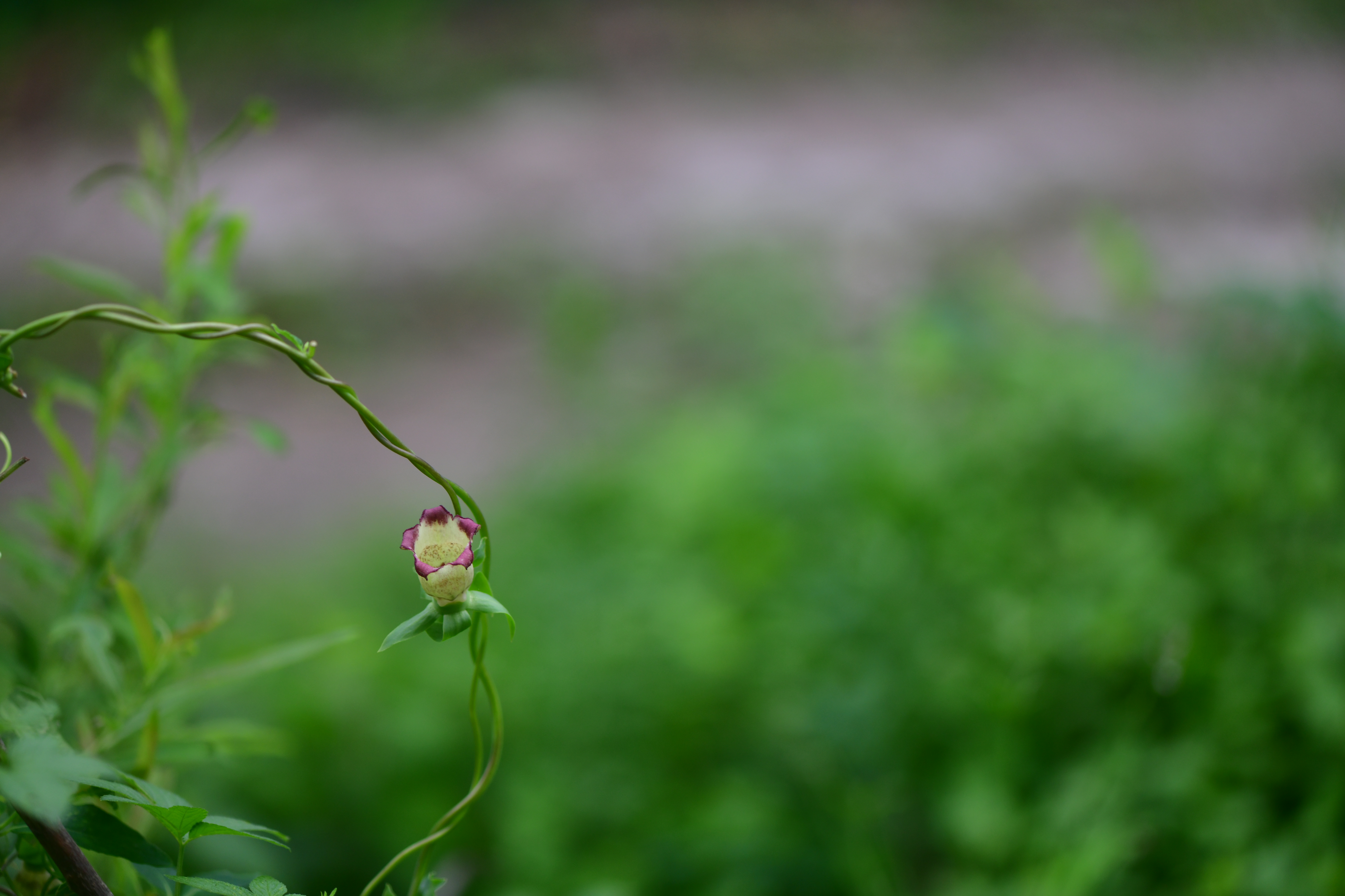 DSC_3948.JPG