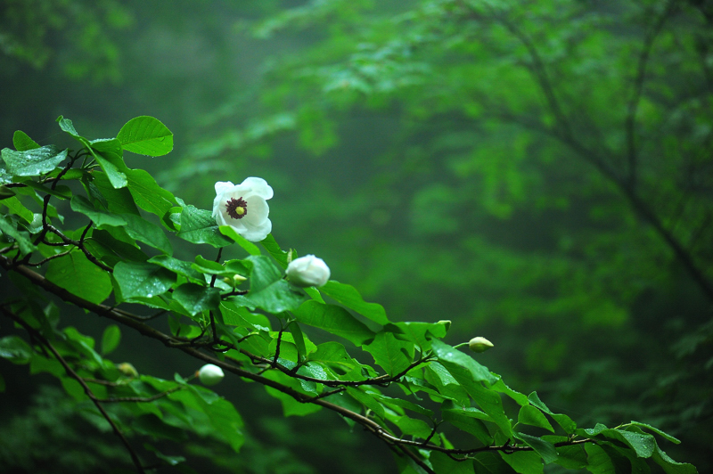 함박꽃234f.jpg