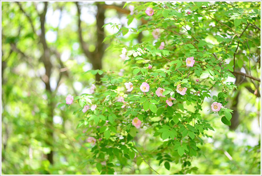 DSC_3250.jpg