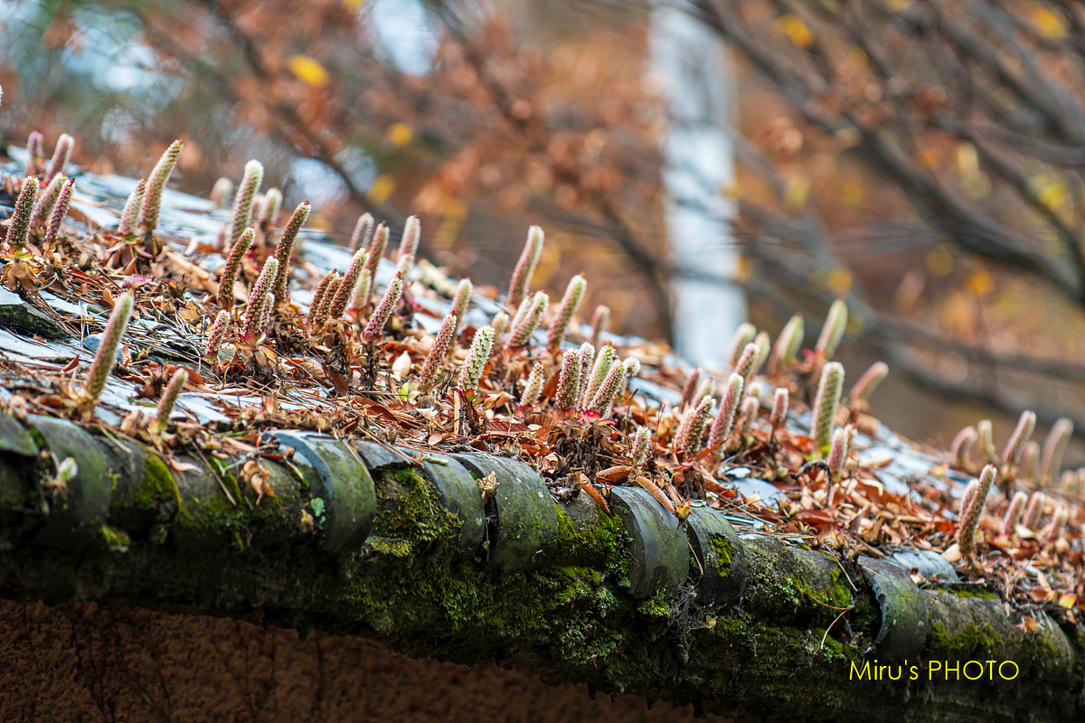 PSCC-DSC_3334 복사.jpg
