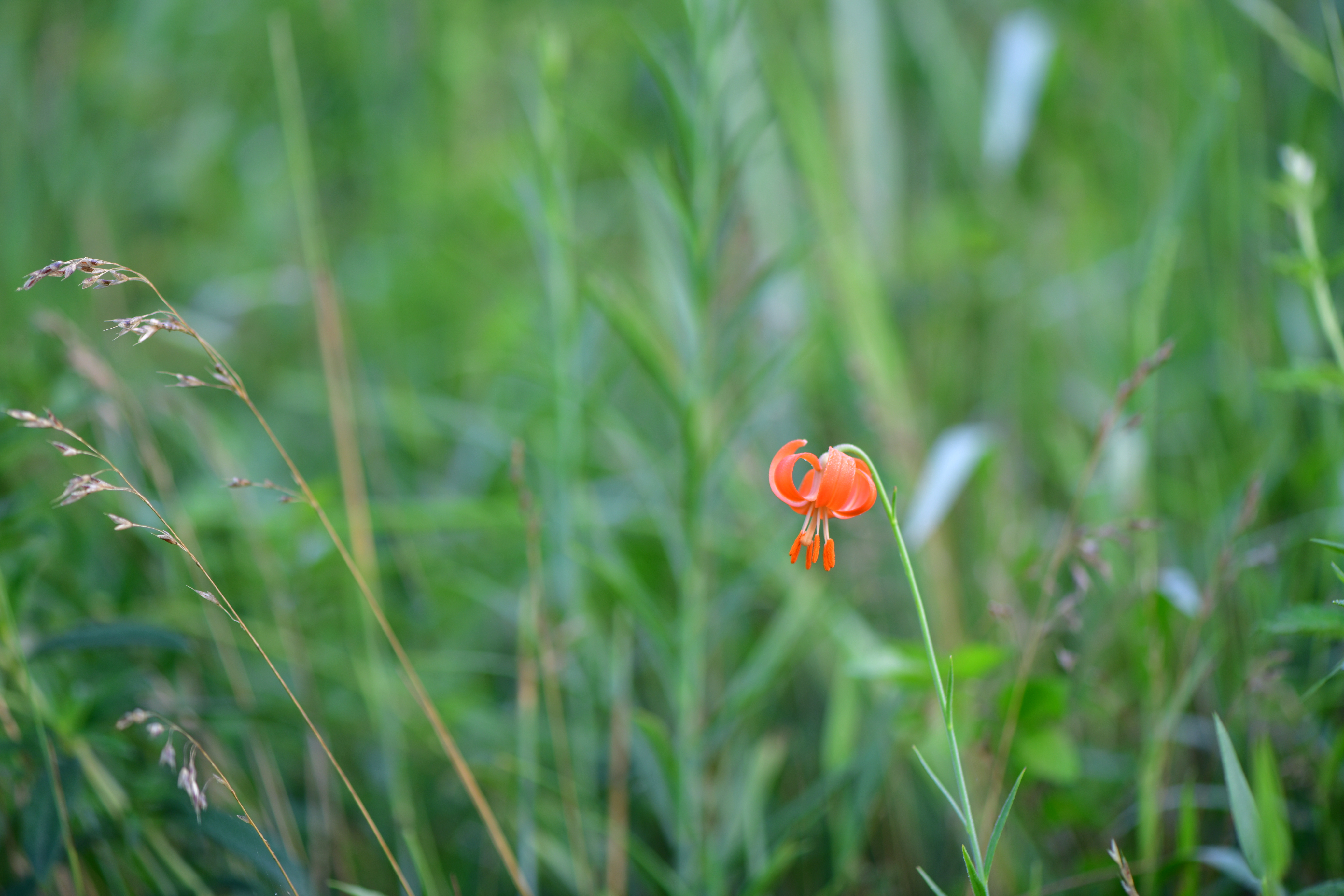 DSC_2616.JPG