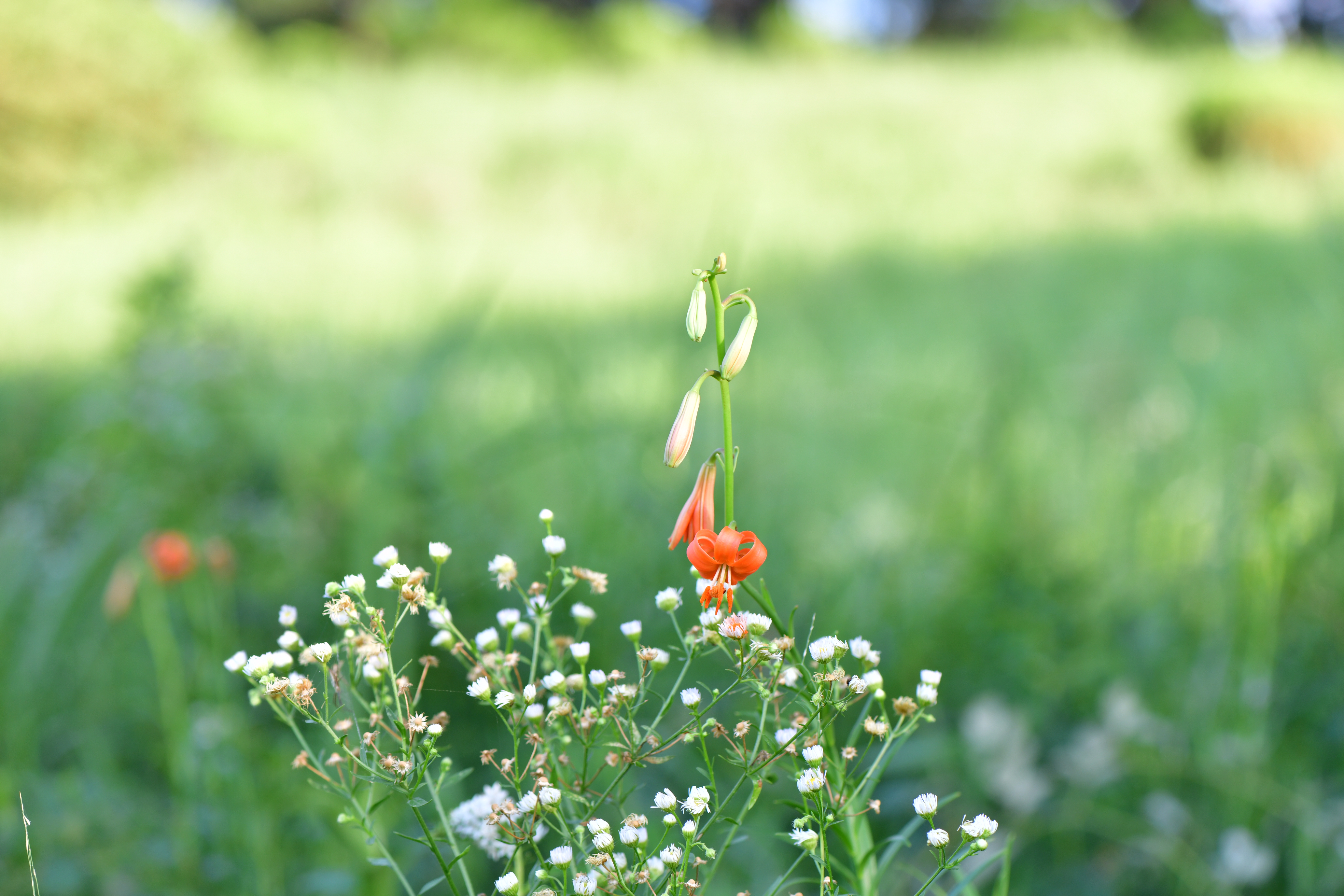 DSC_2641.JPG