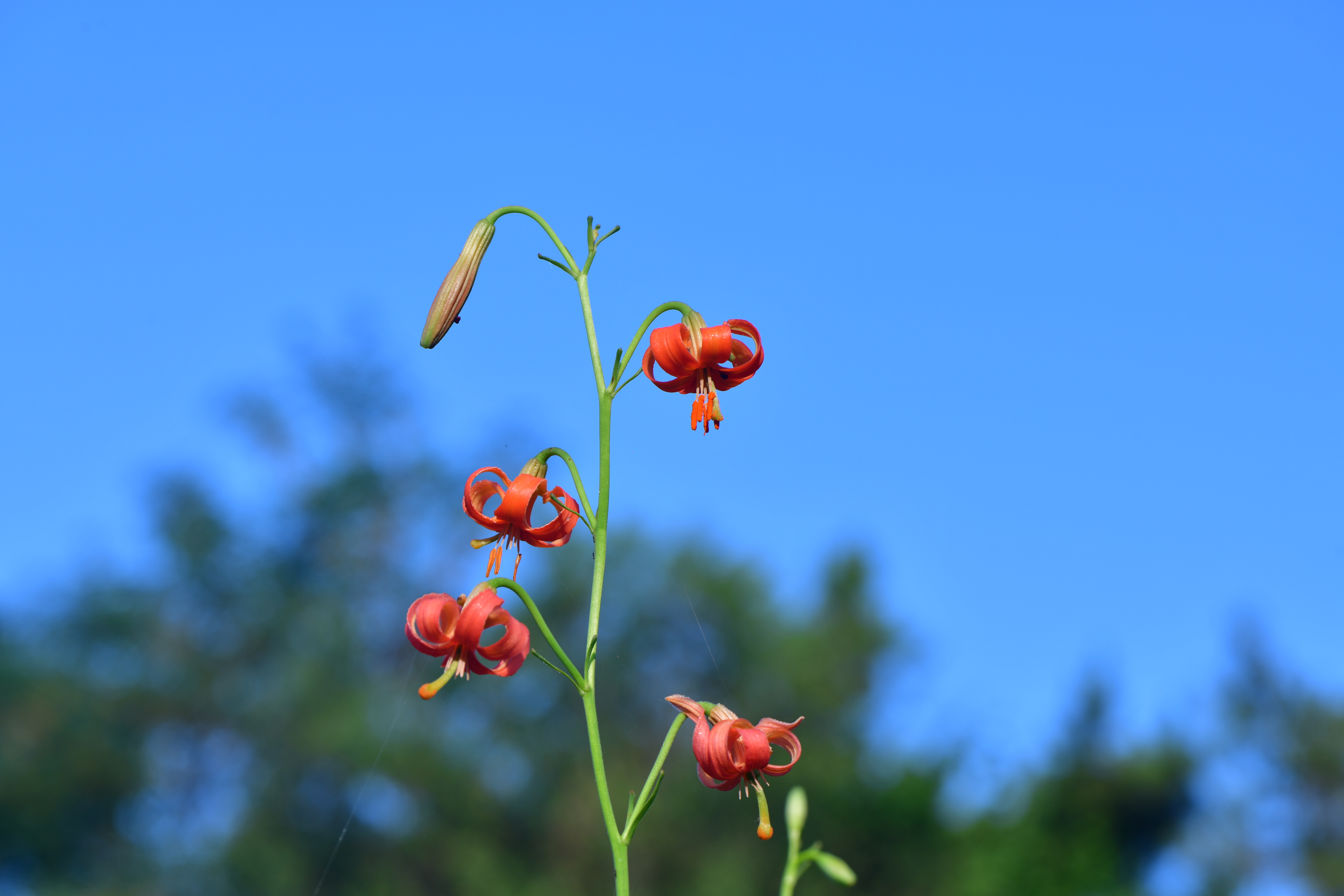 DSC_2591.JPG