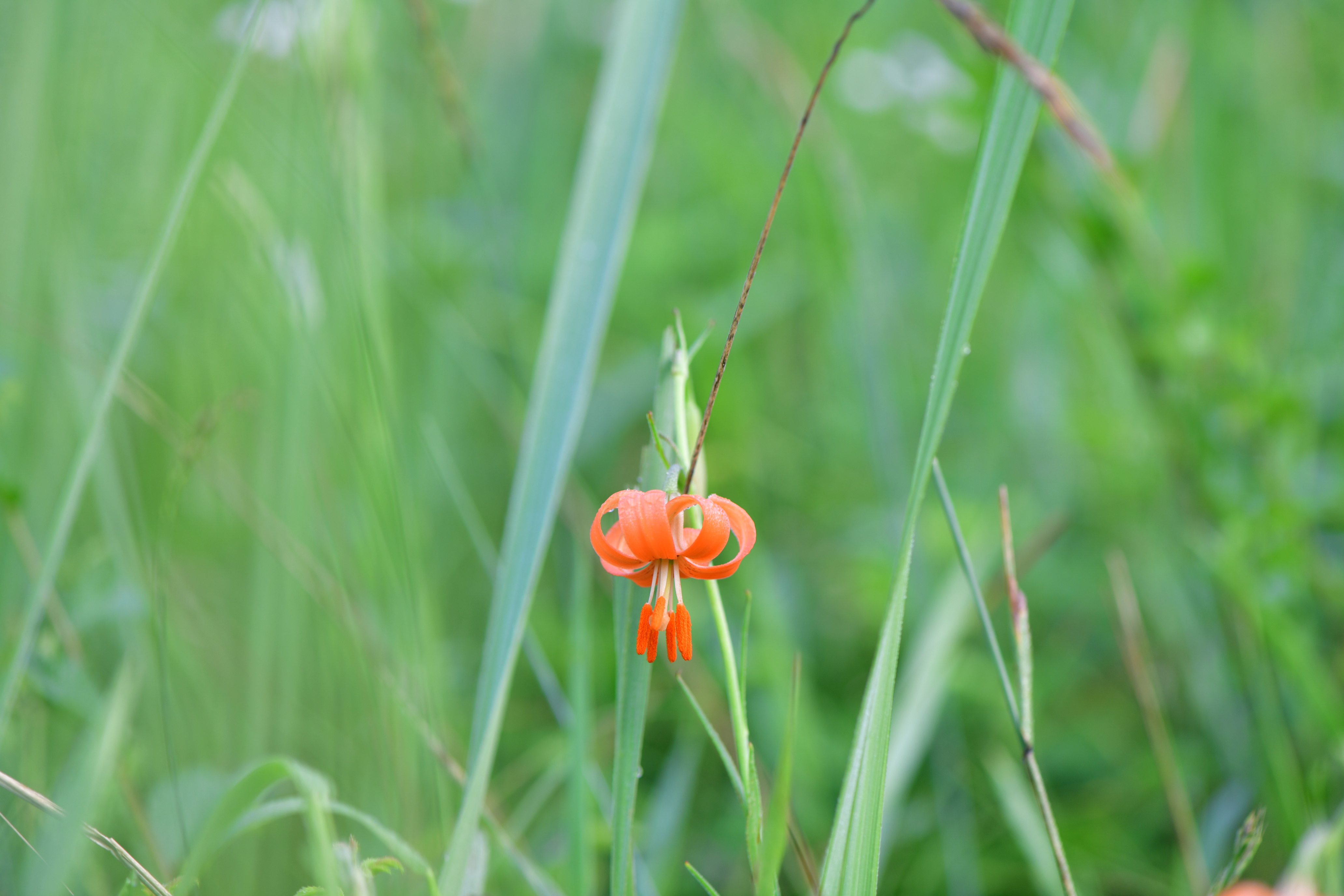 DSC_2603.JPG