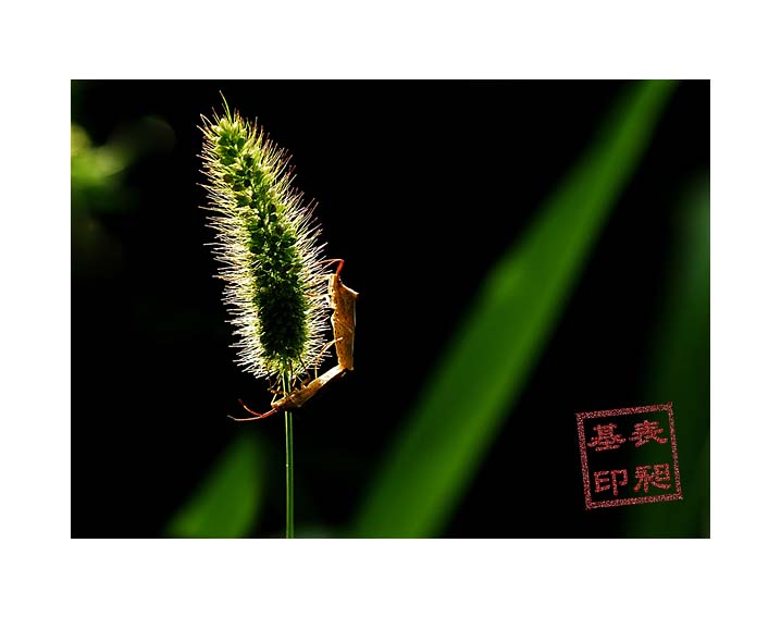 노린재s_DSC2042 사본.jpg