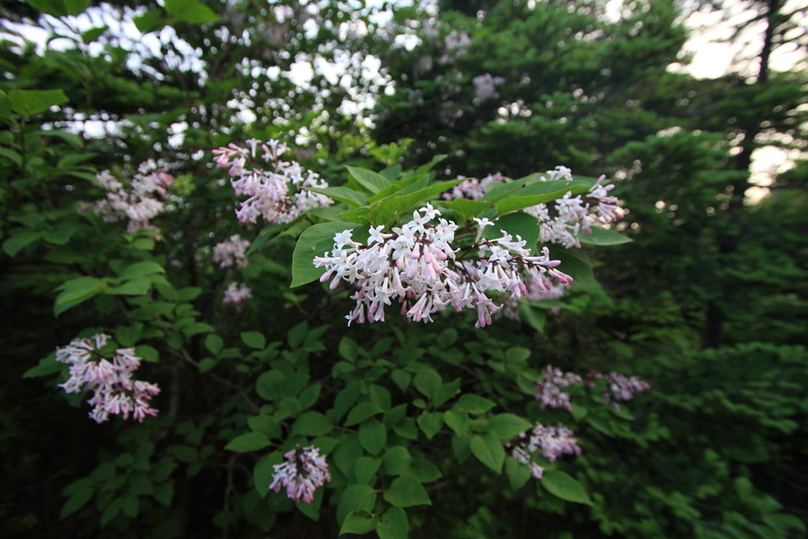 20100619_068.jpg