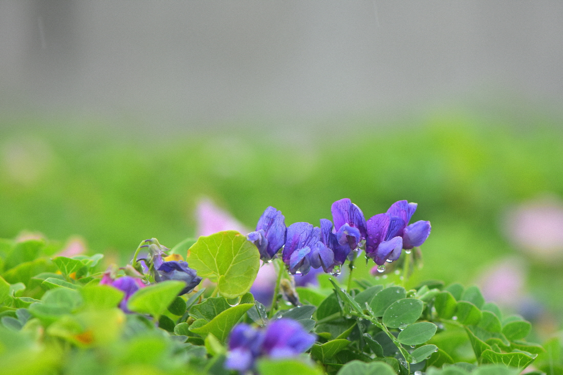 DSC_2549.JPG