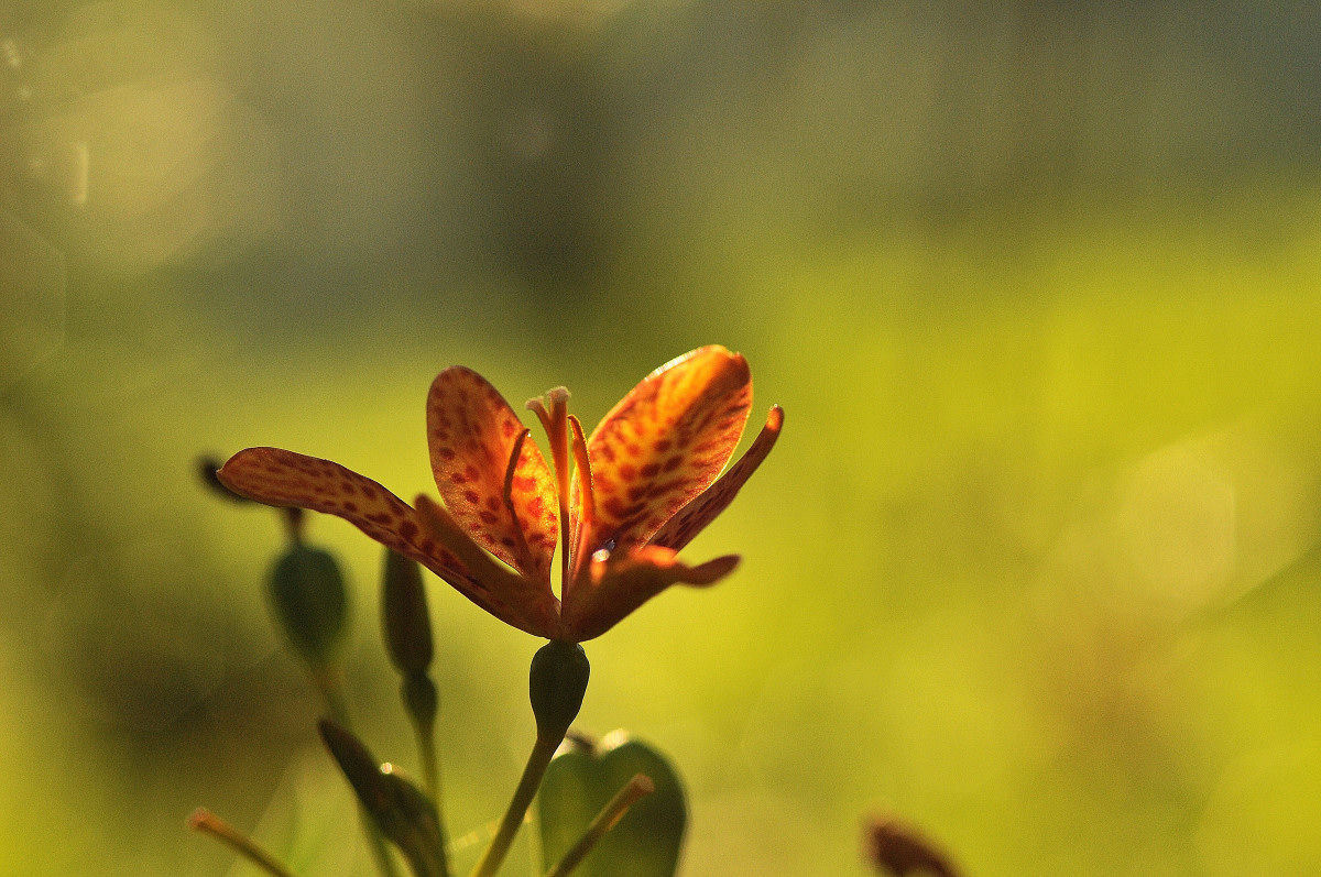 DSC_9376_01.JPG