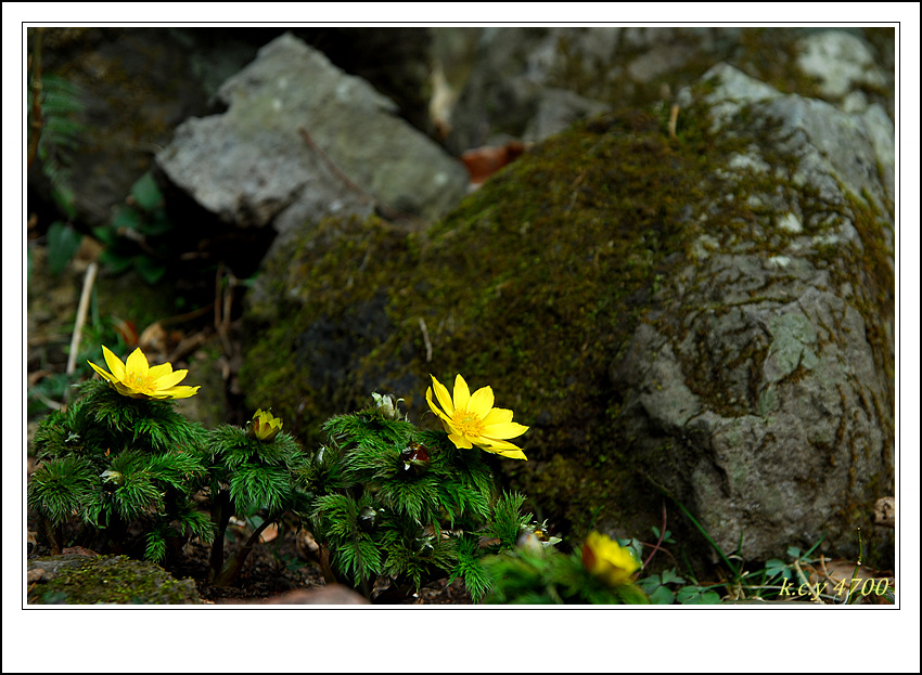DSC_3682.jpg