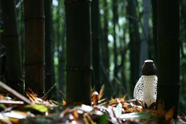 200907 흰망태버섯. 노란망태버섯 152.jpg