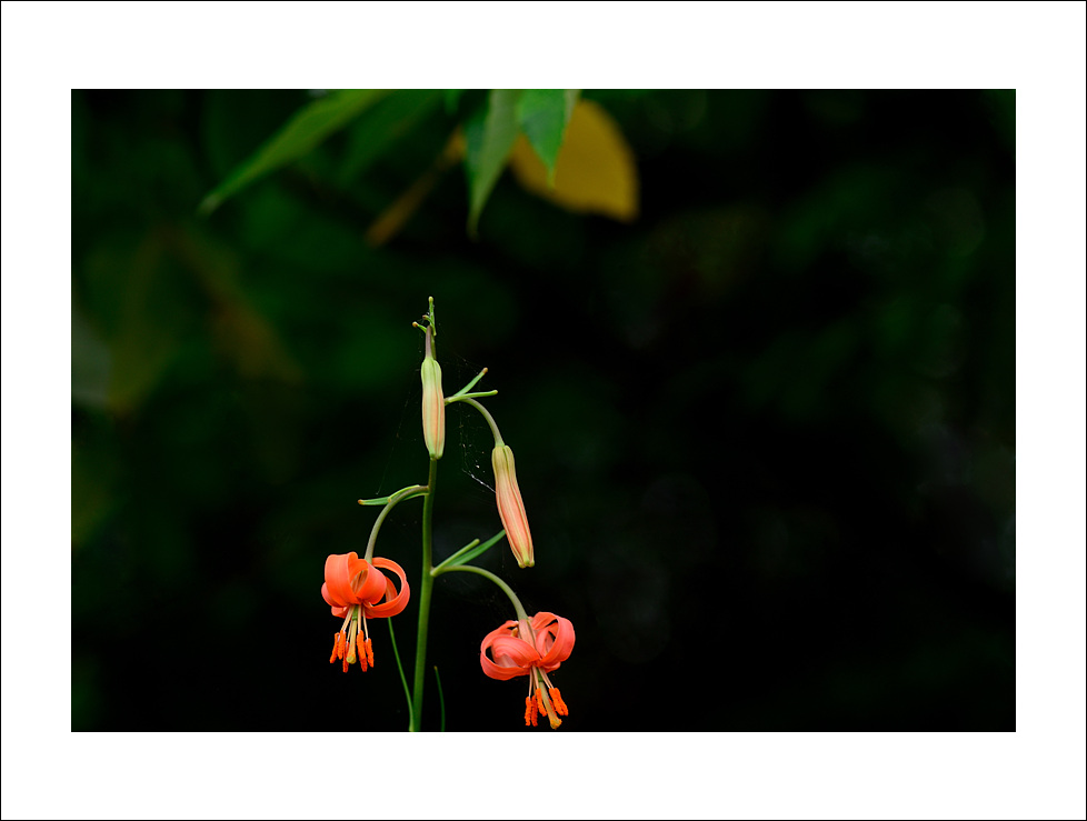 DSC_8980.jpg