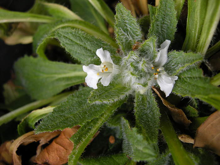 DSCN3008.jpg