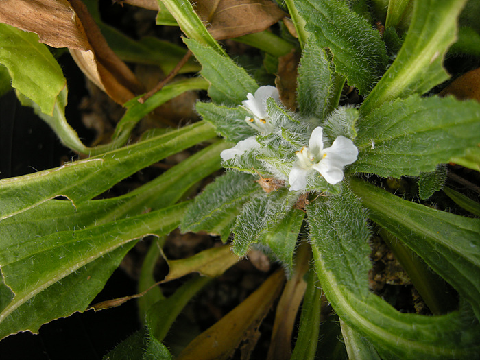 DSCN3009.jpg