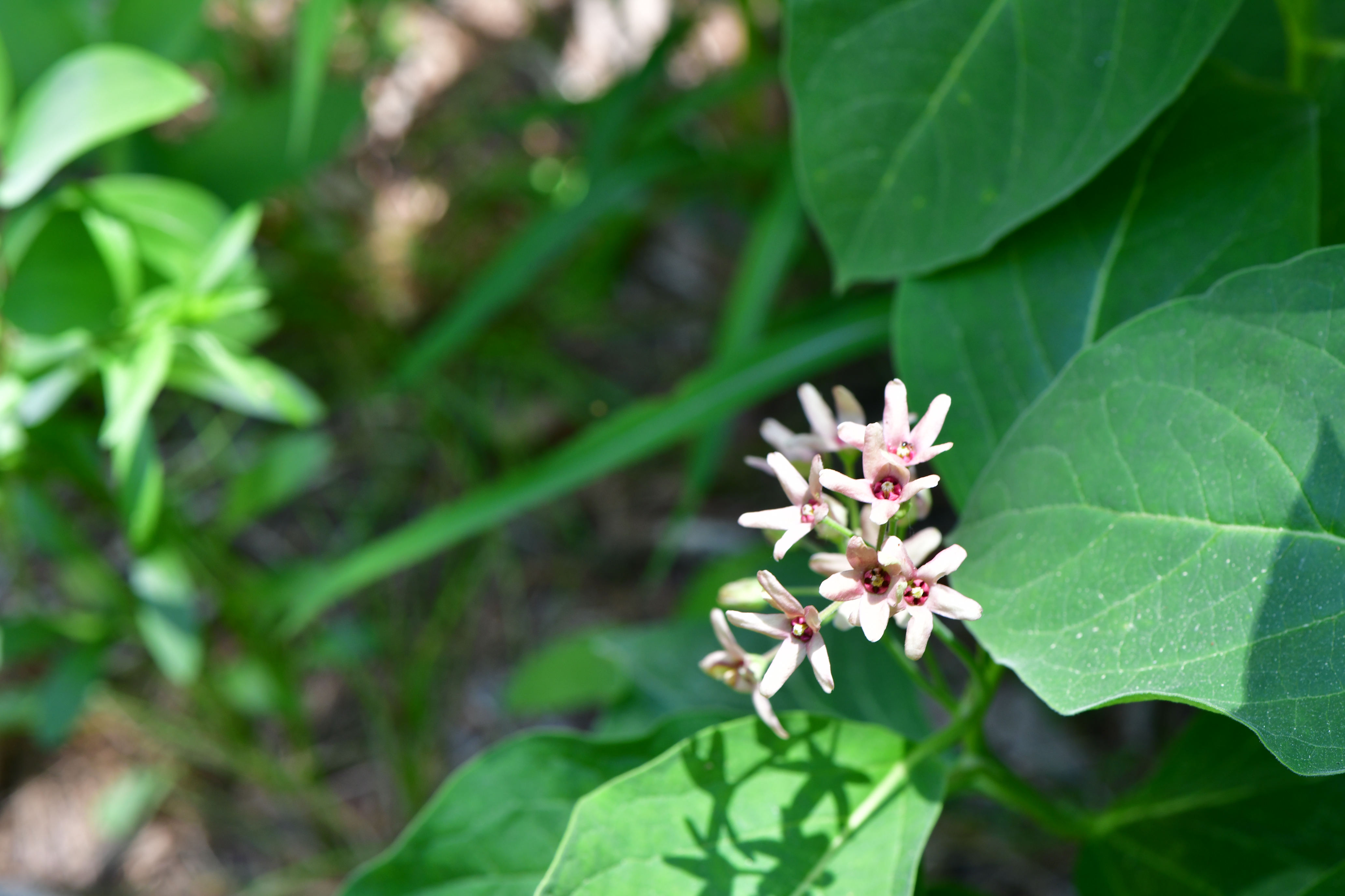 DSC_8163.JPG