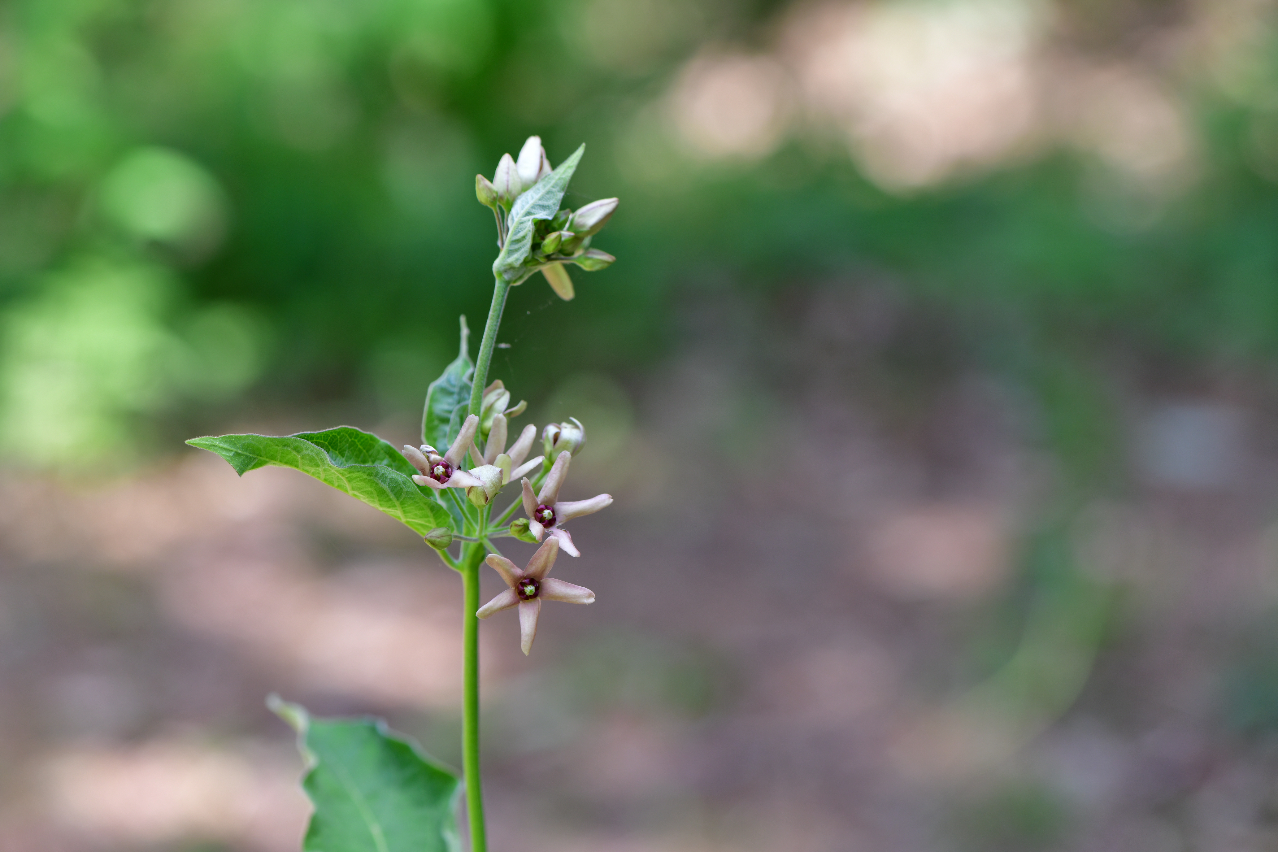 DSC_8166.JPG
