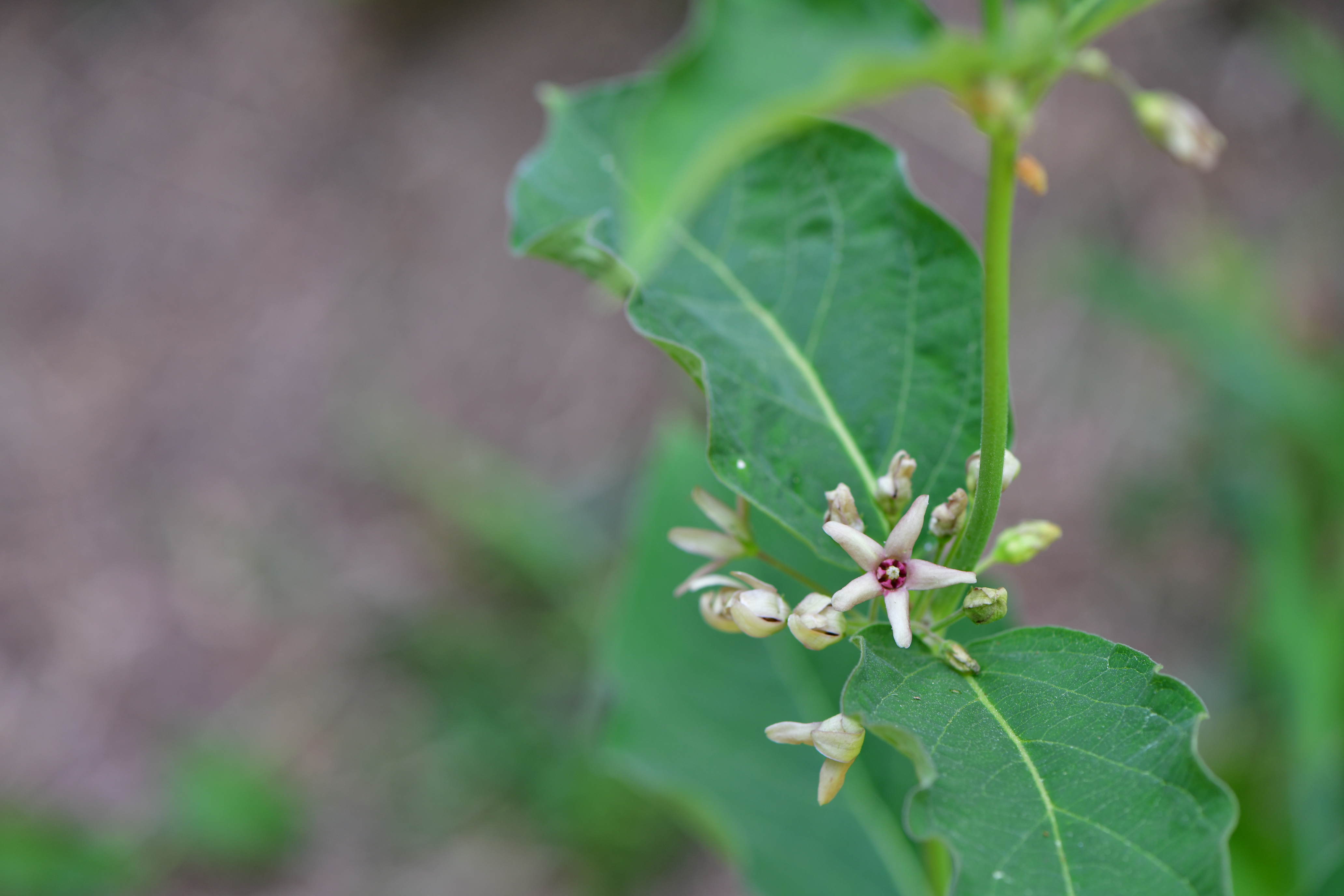 DSC_8197.JPG