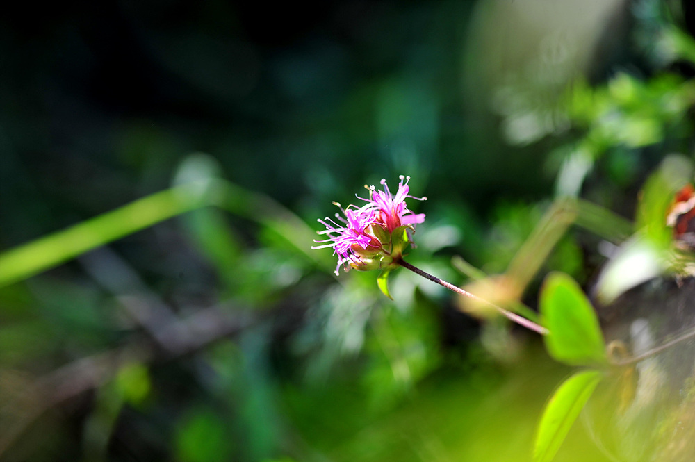 DSC_0133.jpg