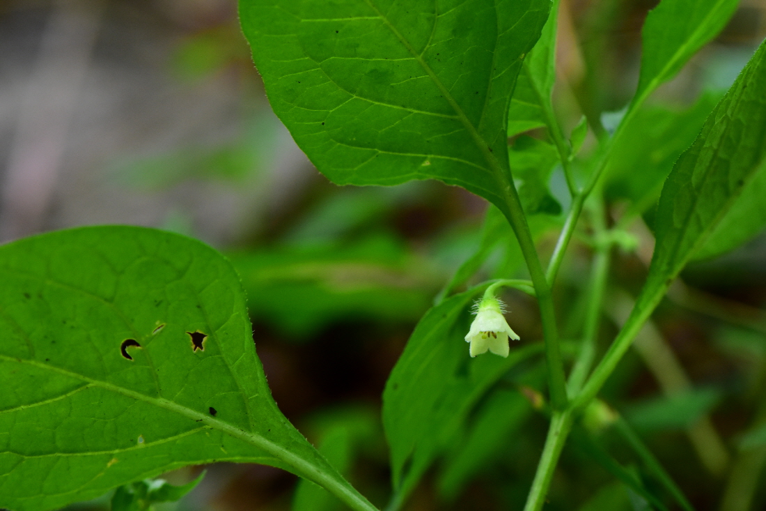 DSC_6581.JPG