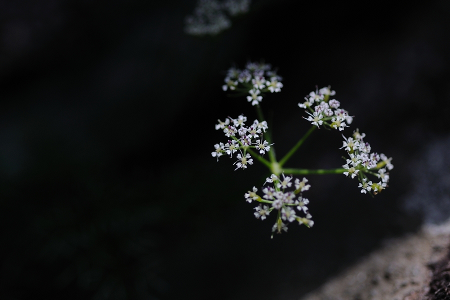 DSC_3206.JPG