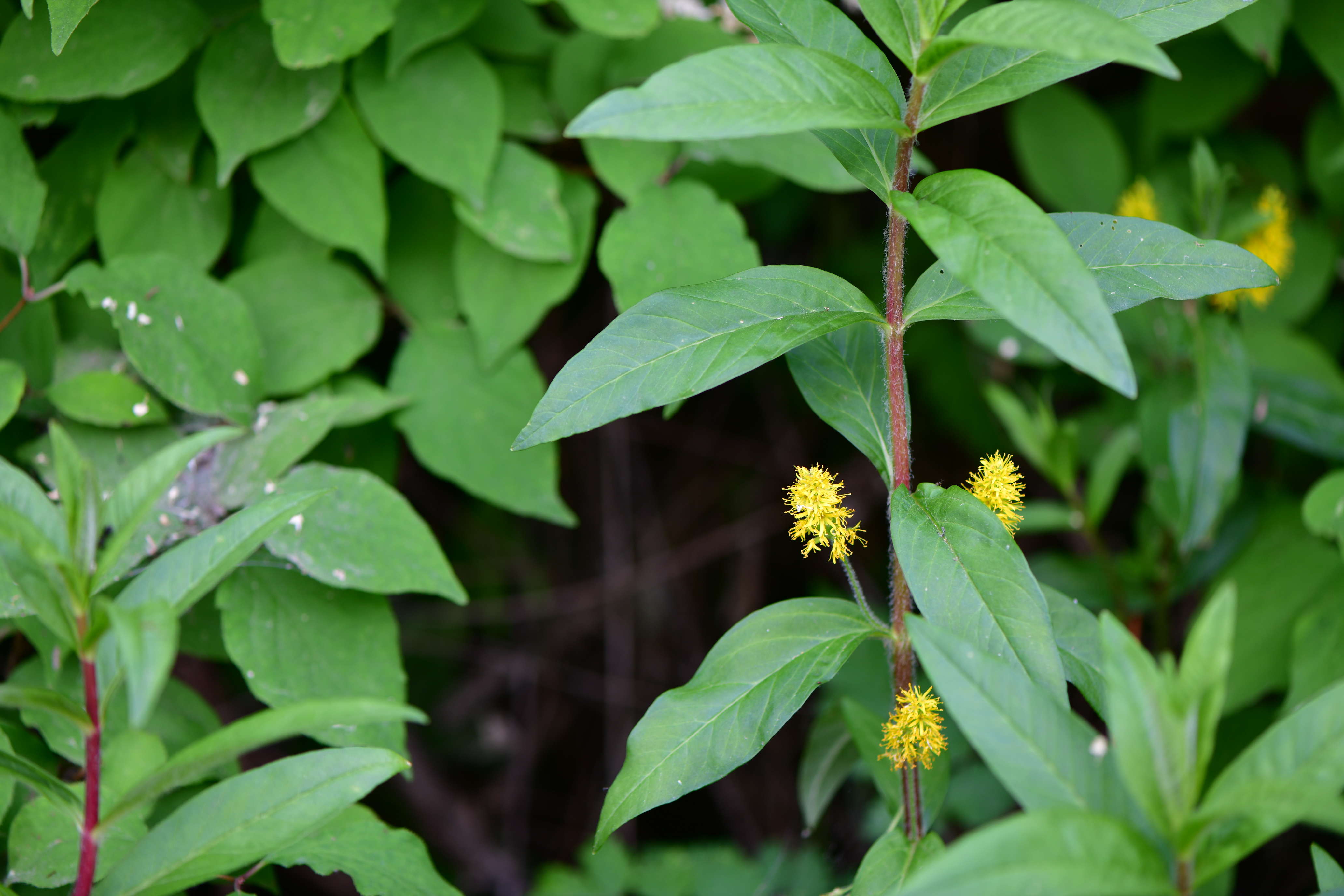 DSC_8253.JPG