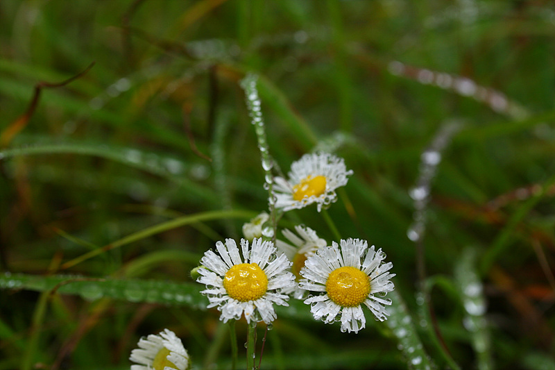 20090621안면도 098.jpg