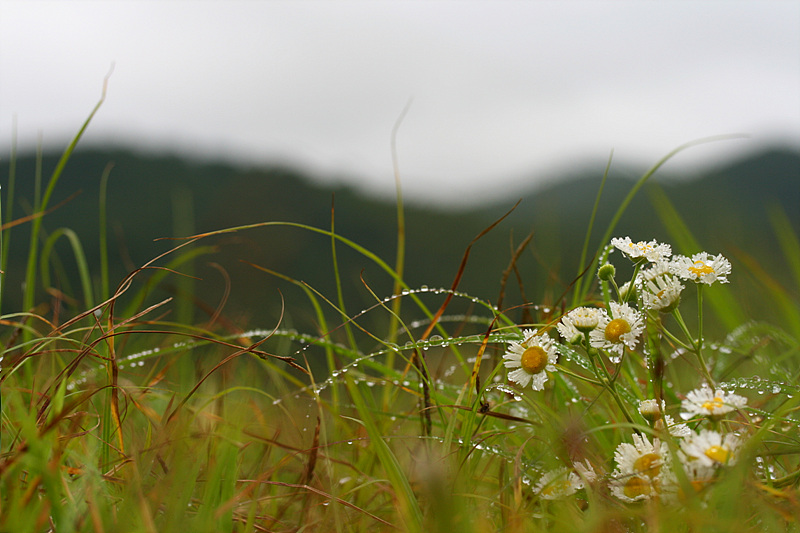 20090621안면도 099.jpg