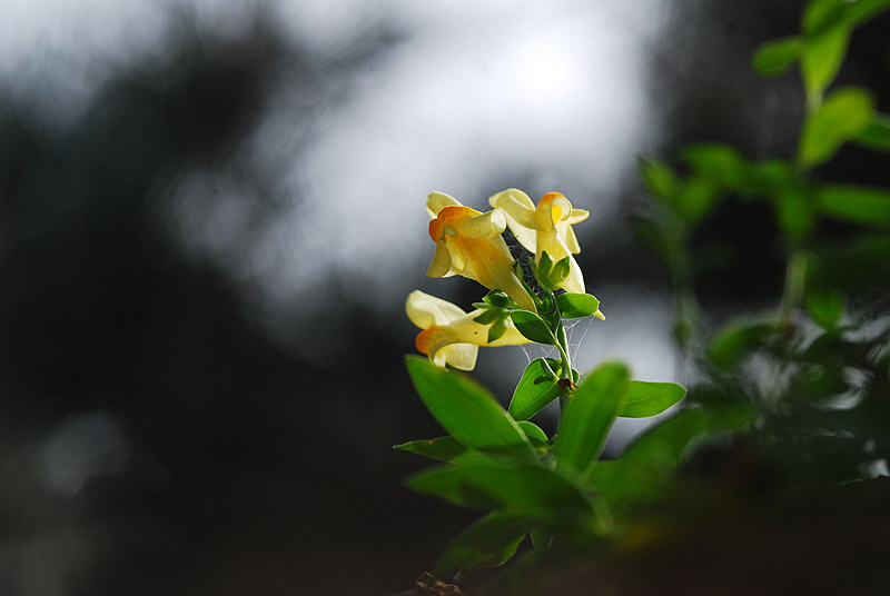 DSC_0350-1.jpg