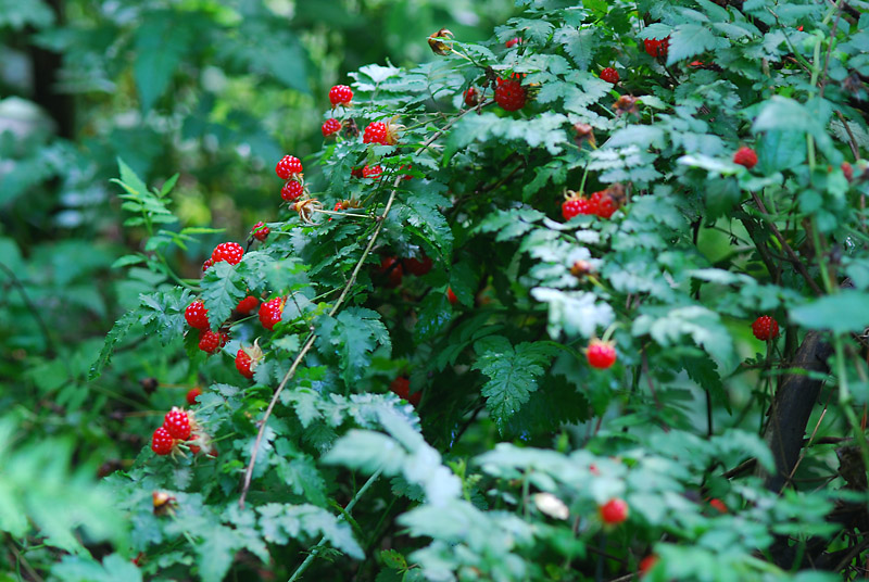 DSC_0406-1.jpg