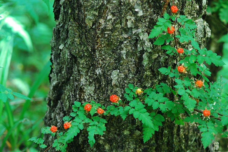 DSC_0395-1.jpg