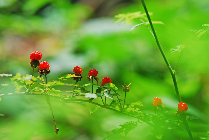 DSC_0331-1.jpg