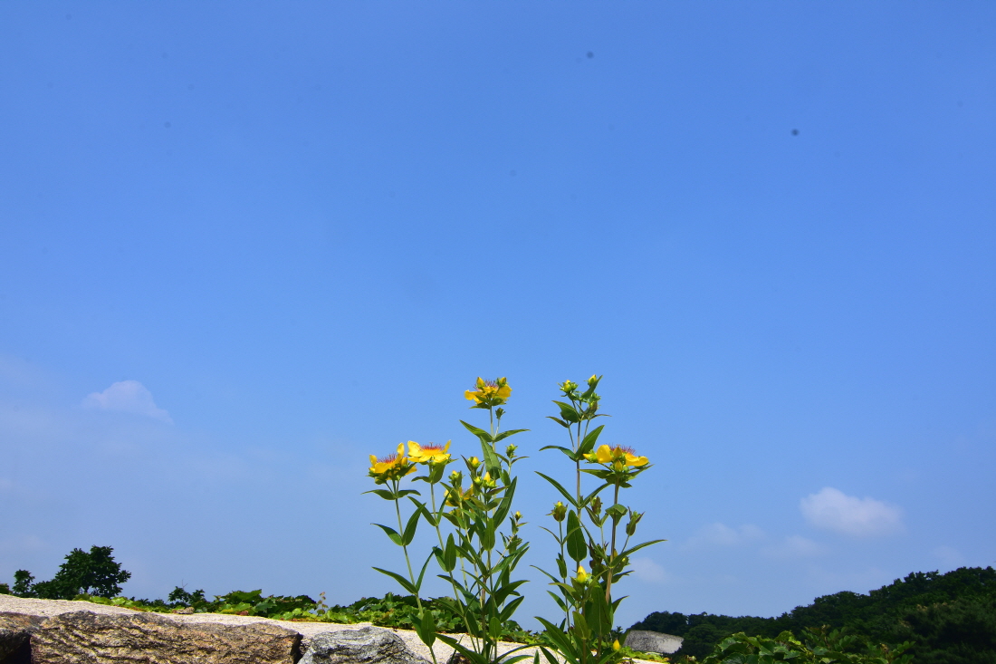 DSC_0522.JPG