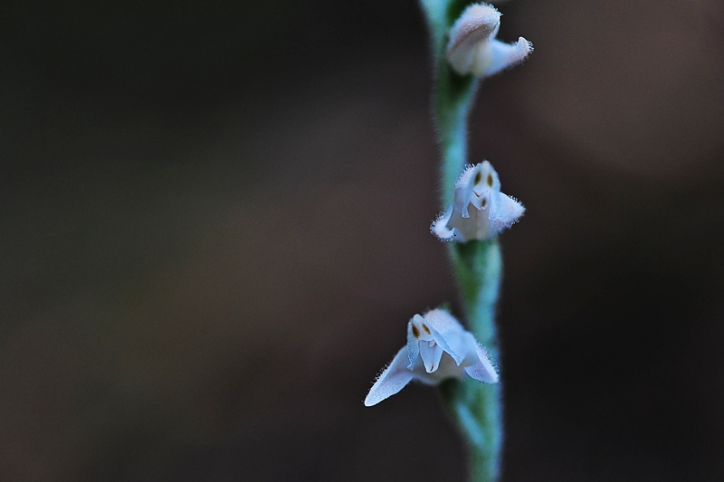DSC_8001.jpg