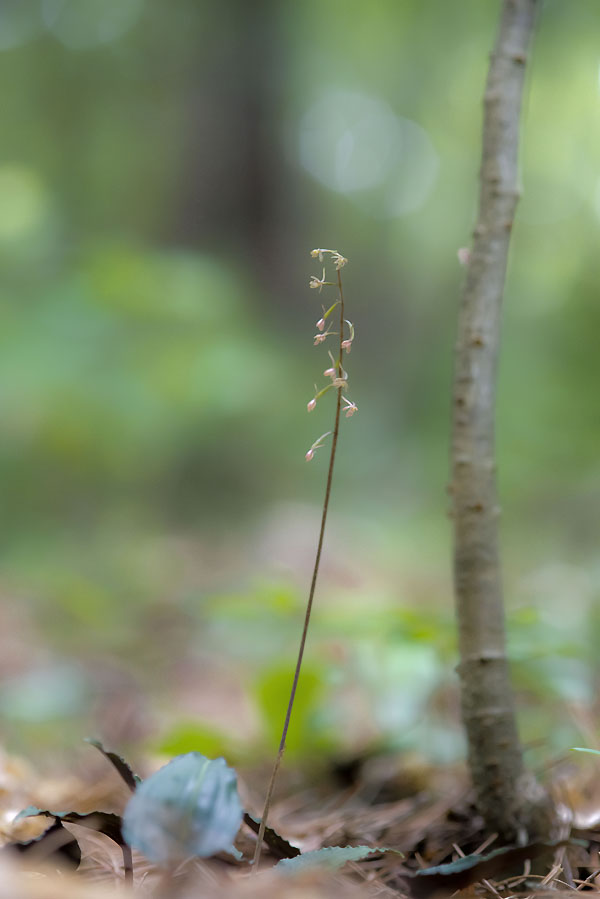20130616_0148a-1.jpg