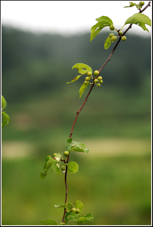C_4-노박덩굴3201.jpg