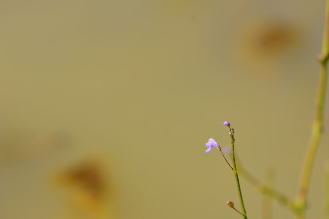 DSC_3370.JPG