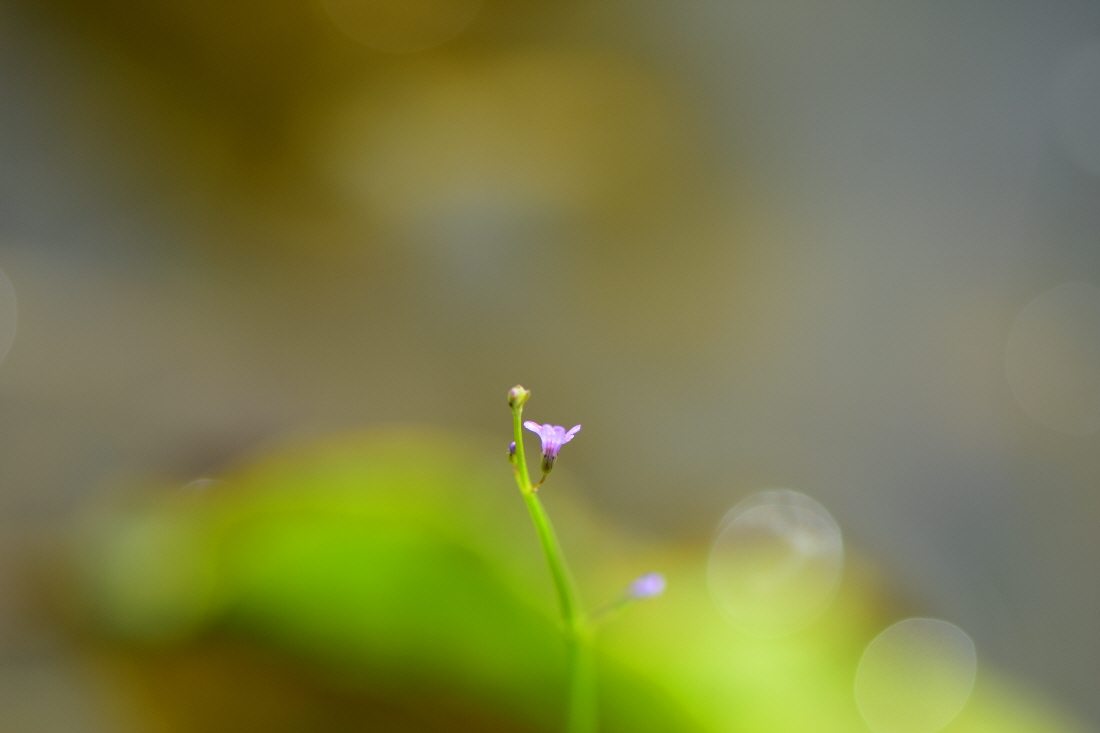 DSC_3449.JPG