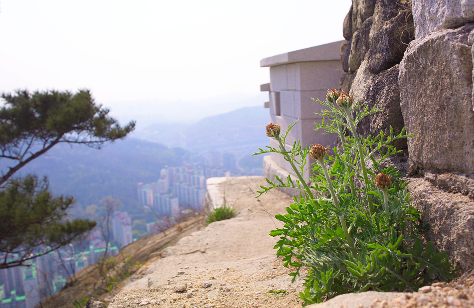 뻐꾹채GR836570.jpg